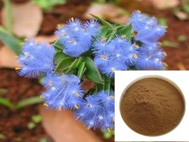 露水草提取物图片