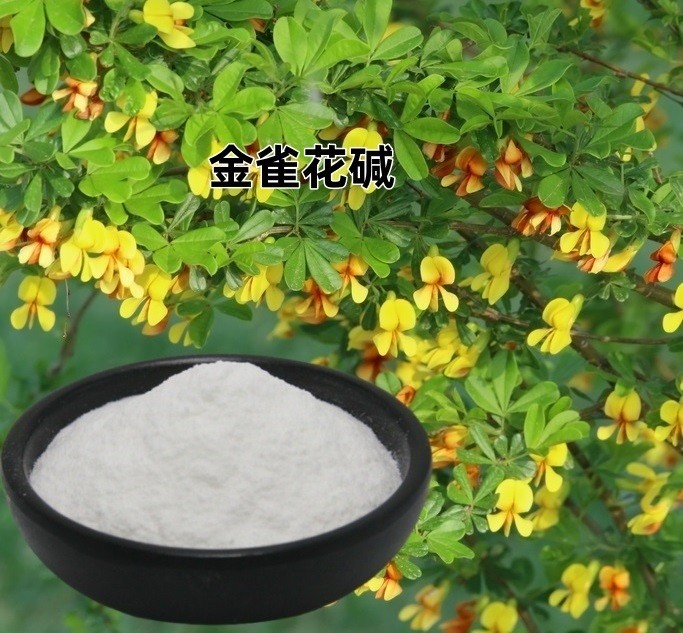 金雀花碱图片