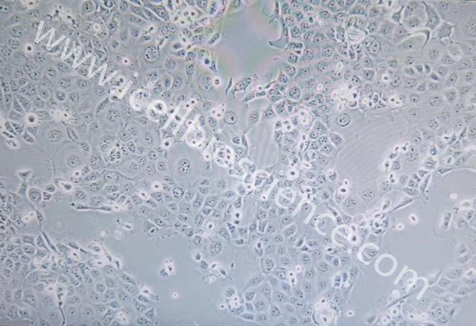NCM460人正常结肠上皮细胞图片