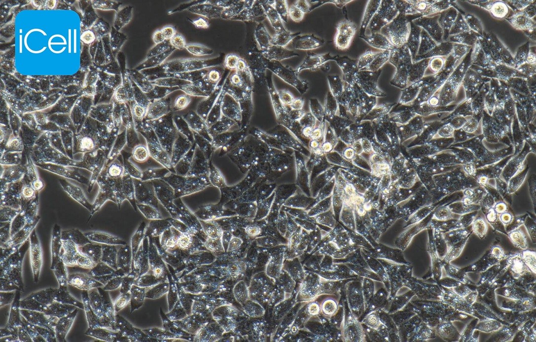 GES-1人胃黏膜上皮细胞图片
