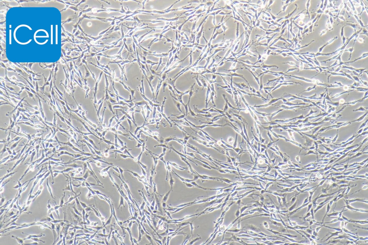 PC-12大鼠肾上腺嗜铬细胞瘤细胞图片