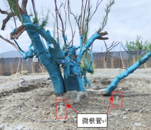 植物3D根系生长监测系统 植物3D根系生长监测系统