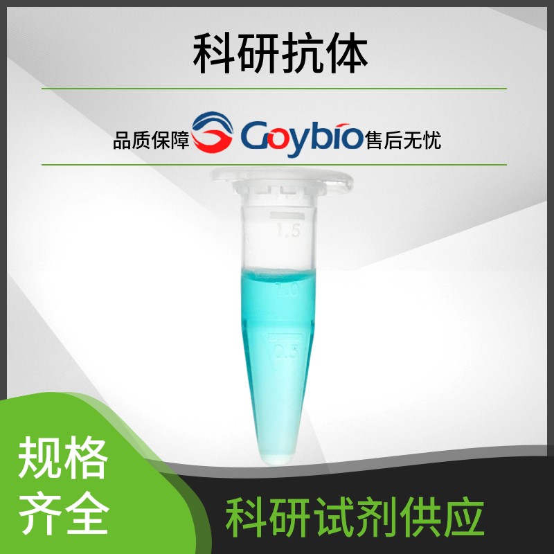 髓鞘碱性蛋白/磷脂碱性蛋白抗体图片