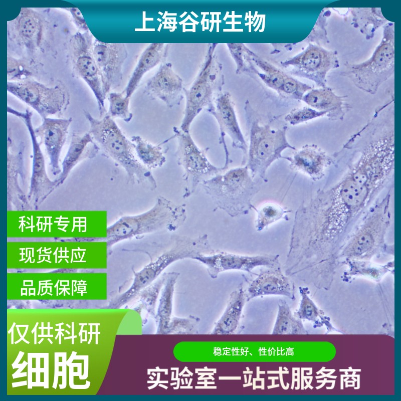 人肺微血管内皮细胞图片