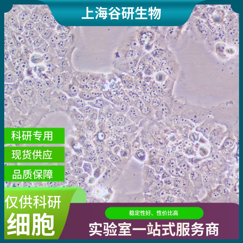 大鼠肝内胆管上皮细胞图片