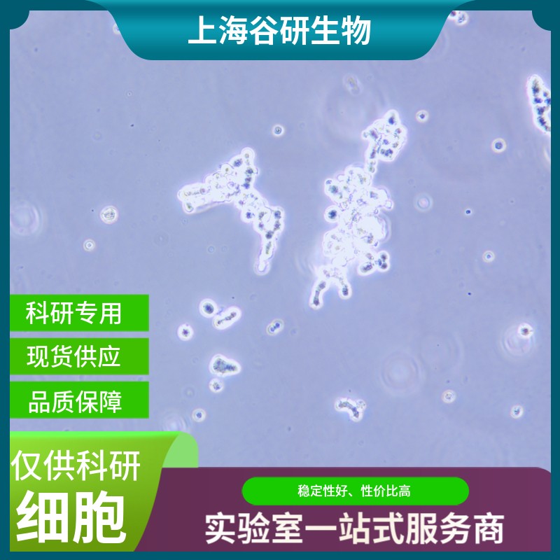 大鼠腹膜间皮细胞图片