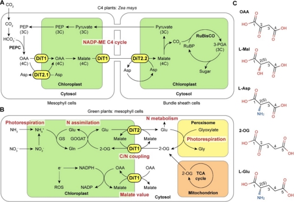 研究破解C4植物光合碳浓缩机制