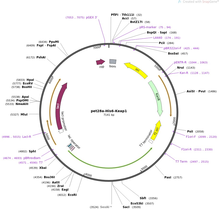 pet28a-His6-Keap1图片