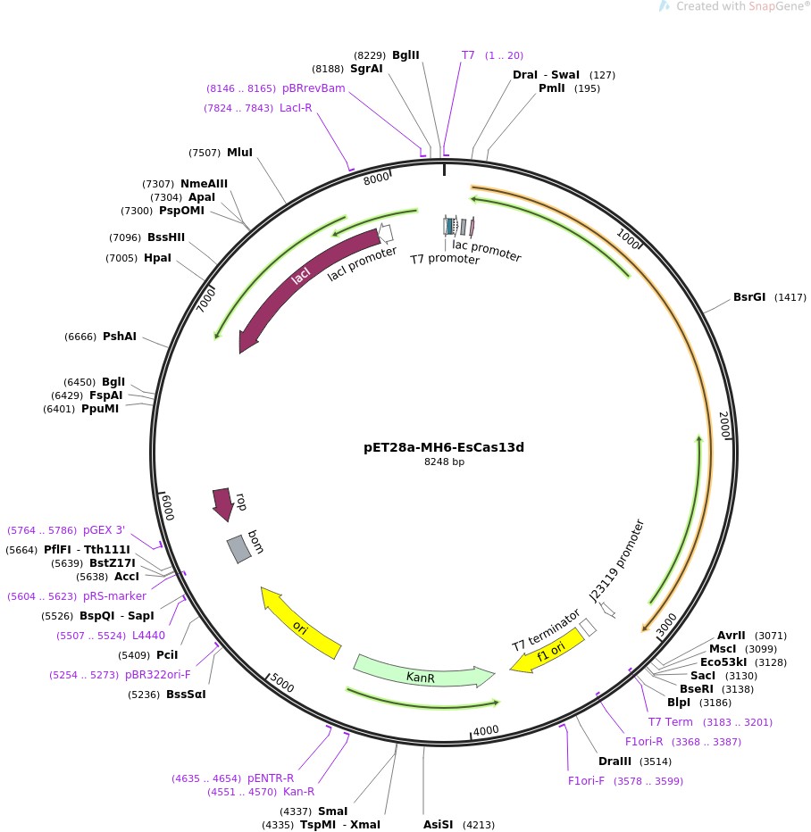 pET28a-MH6-EsCas13d图片