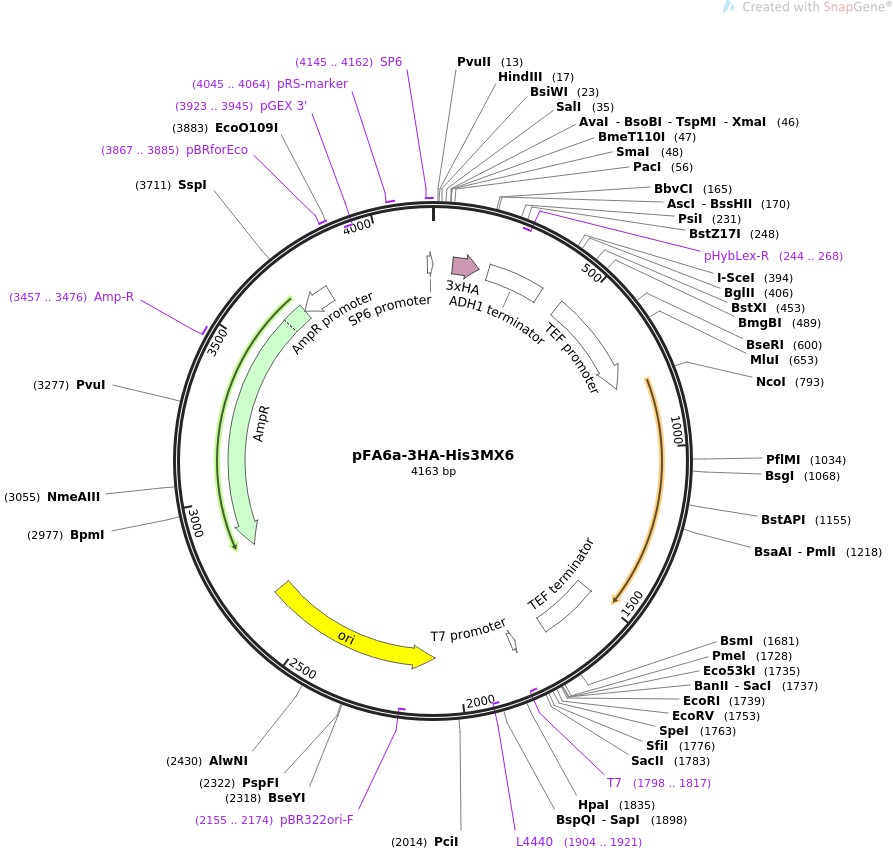 pFA6a-3HA-His3MX6图片