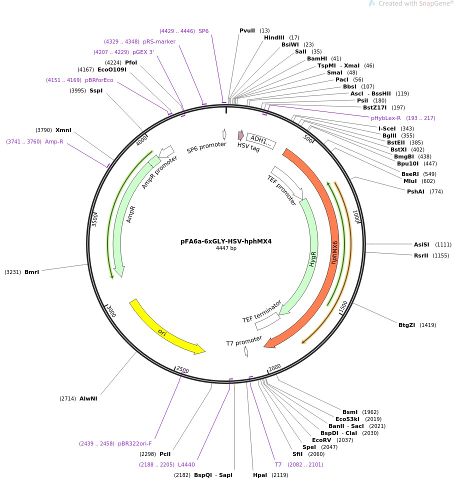 pFA6a-6xGLY-HSV-hphMX4图片