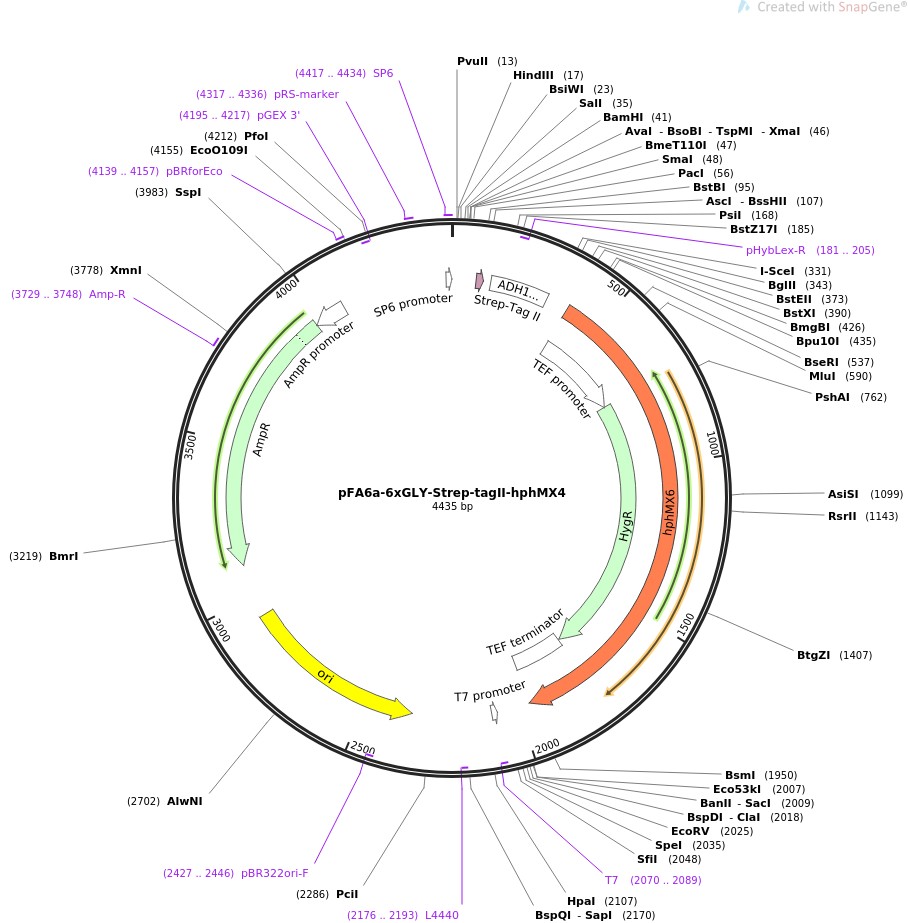 pFA6a-6xGLY-Strep-tagII-hphMX4图片