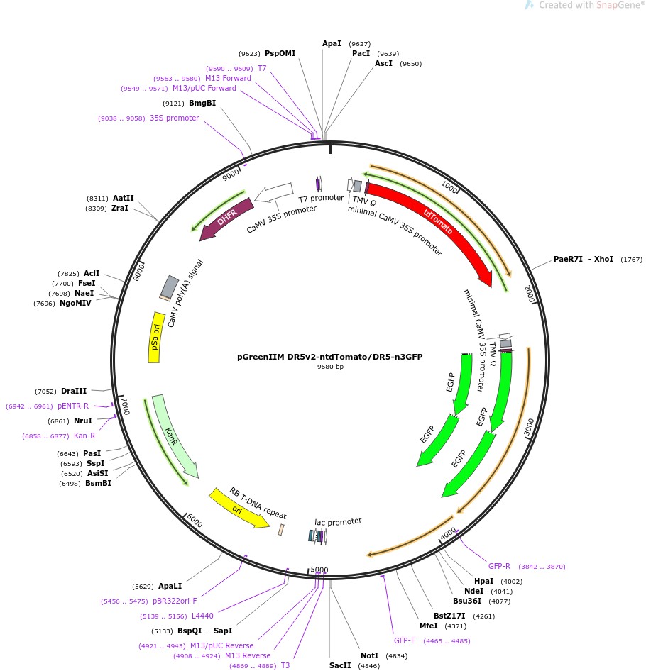 pGreenIIM DR5v2-ntdTomato/DR5-n3GFP图片